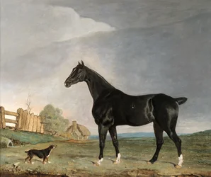 A dark bay horse and a terrier in a landscape